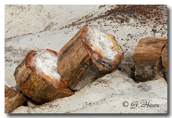 Petrified Forest  3