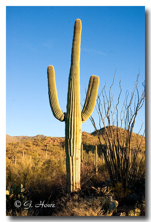 Saguaro Cactus 1