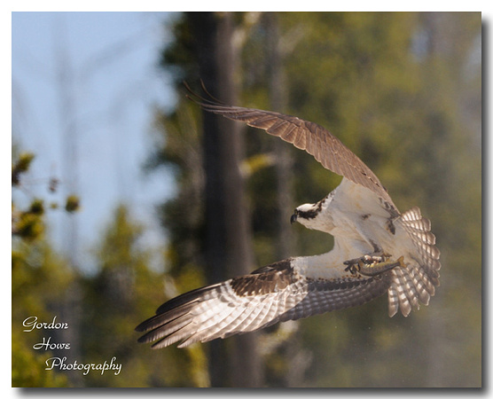 Osprey with Cutthroat Trout 1