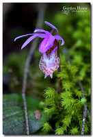 Calypso Orchid (Calypso bulbosa) 1