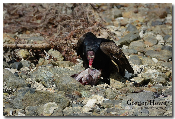 Turkey Vulture 4