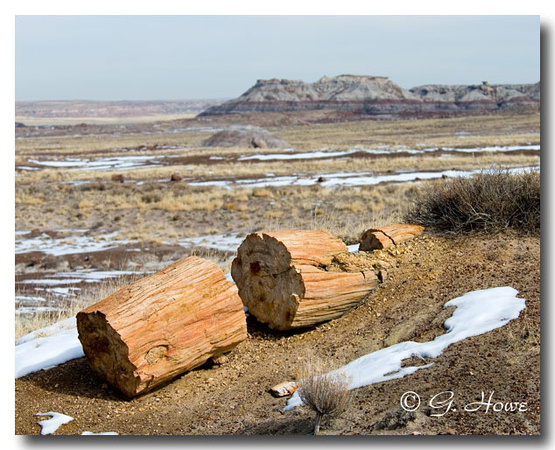 Petrified Forest  4