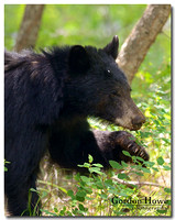 Black Bear 17