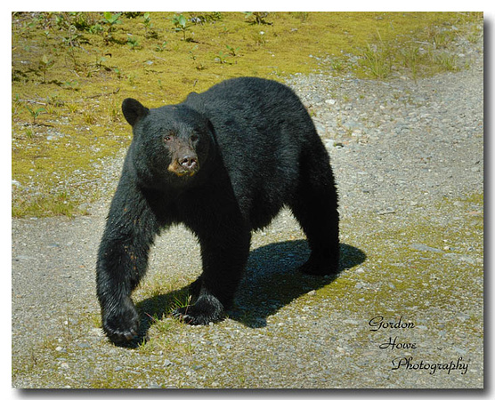 Black Bear 12