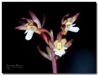 Odette Coralroot Orchid