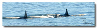 Orca off Tswwassen