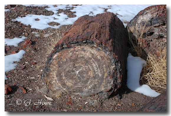 Petrified Forest 1
