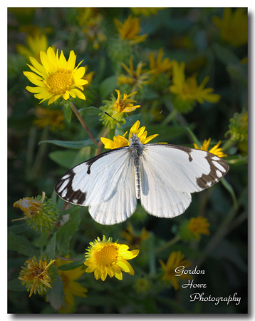 Pine White Butterfly 2