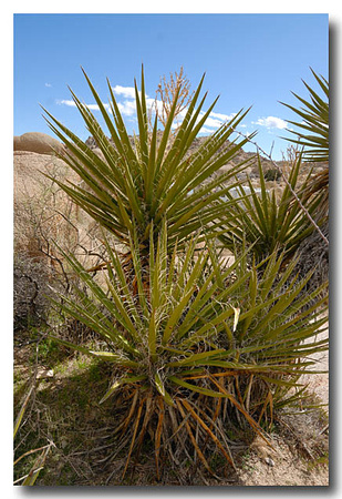 Mojave Yucca (Yucca schidigera) 2