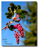 Flowering Currant (Ribes sanquenium) 1