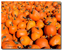 Pumpkins 2