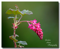 Flowering Currant (Ribes sanquenium) 2