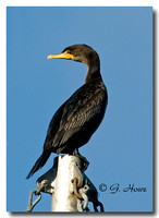 Double Crested Cormorant 1