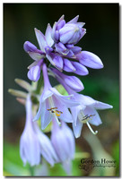 Hosta