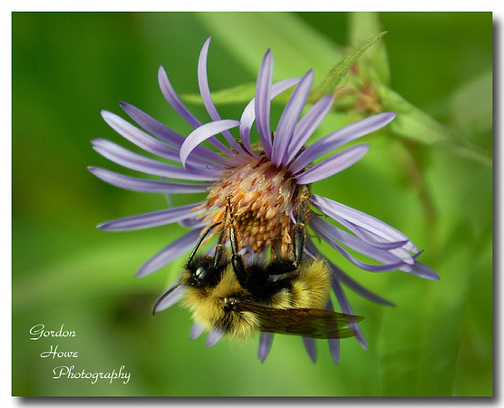 Bumblebee on Aster 1