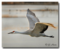 Sandhill Crane  5