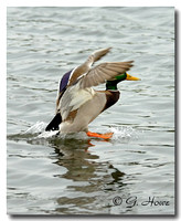 Mallard 4