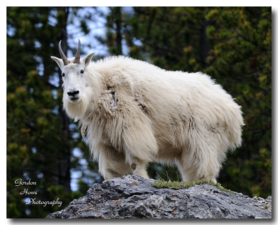 Mountain Goat 3