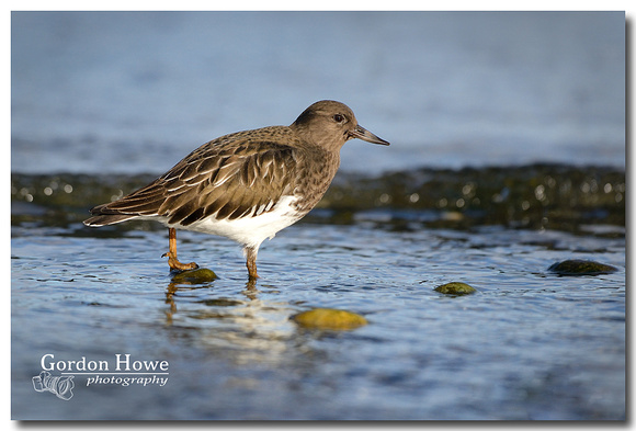 Black Turnstone 2