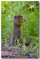 Columbia Ground Squirrel