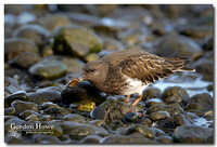 Black Turnstone 4