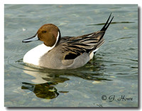 Pintail 3