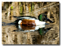 Northern Shoveler 1