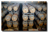 Wine Barrels 1