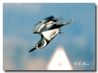 Belted kingfisher 2