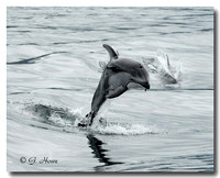 White-sided Dolphin 5