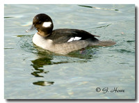 Bufflehead female 1