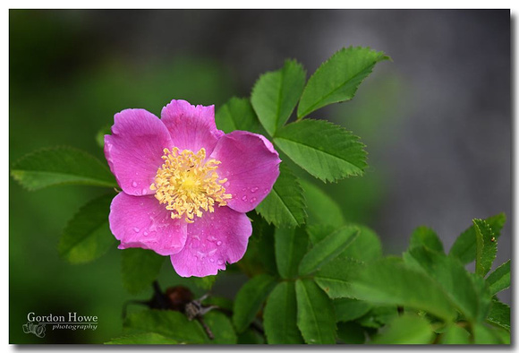 Prickly Rose (Rosa acicularis) Similkameen River