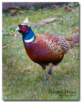 Ring neck Pheasant 3