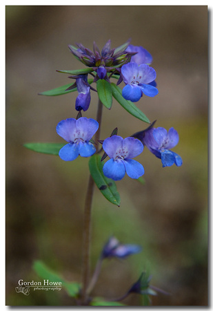 Small-Flowered Blue-Eyed Mary  (Collinsia parviflora)