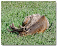 Roosevelt Elk 19