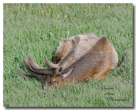 Roosevelt Elk 19