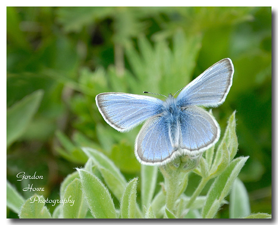 Blue Sulphur Butterfly 2