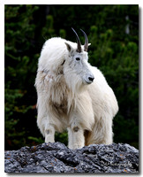 Mountain Goat 1
