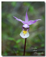 Calypso Orchid (Calypso bulbosa) 5