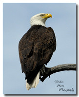 Bald Eagle 16