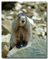 Hoary Marmot 2