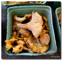 Chanterelle Mushrooms 1