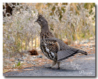 Ruffed Grouse 1