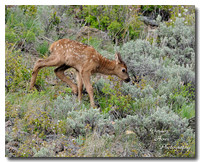 Roosevelt Elk 15