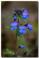 Blue-eyed Mary