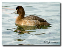 Lesser Scaup female 1