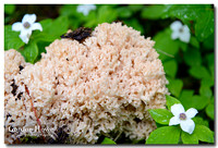 Clustered Coral Mushroom (Rameria botrytis)