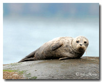 Harbour Seal 4