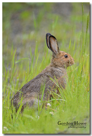 Snowshoe Hare 3