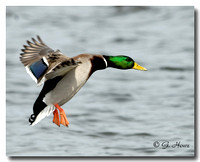 Mallard 6